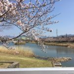 豊橋の桜おすすめスポット♪幸公園の満開はいつ？