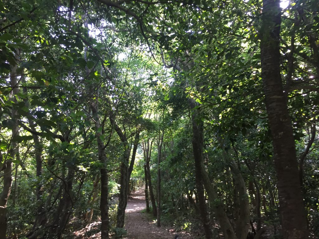 子供の遊び場 豊橋岩屋緑地公園は山の中にアスレチック